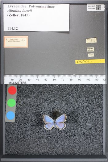Media type: image;   Entomology 53985